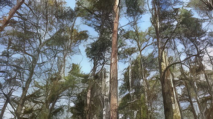 1,8 h aWald verkauft, Wandlitz OT Basdorf — Bauland verkauft