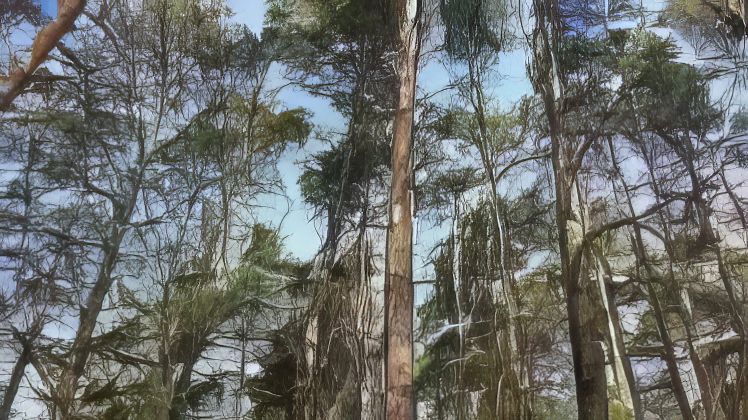 Wald zum Kauf in 16775 Falkenthal — Bauland verkauft